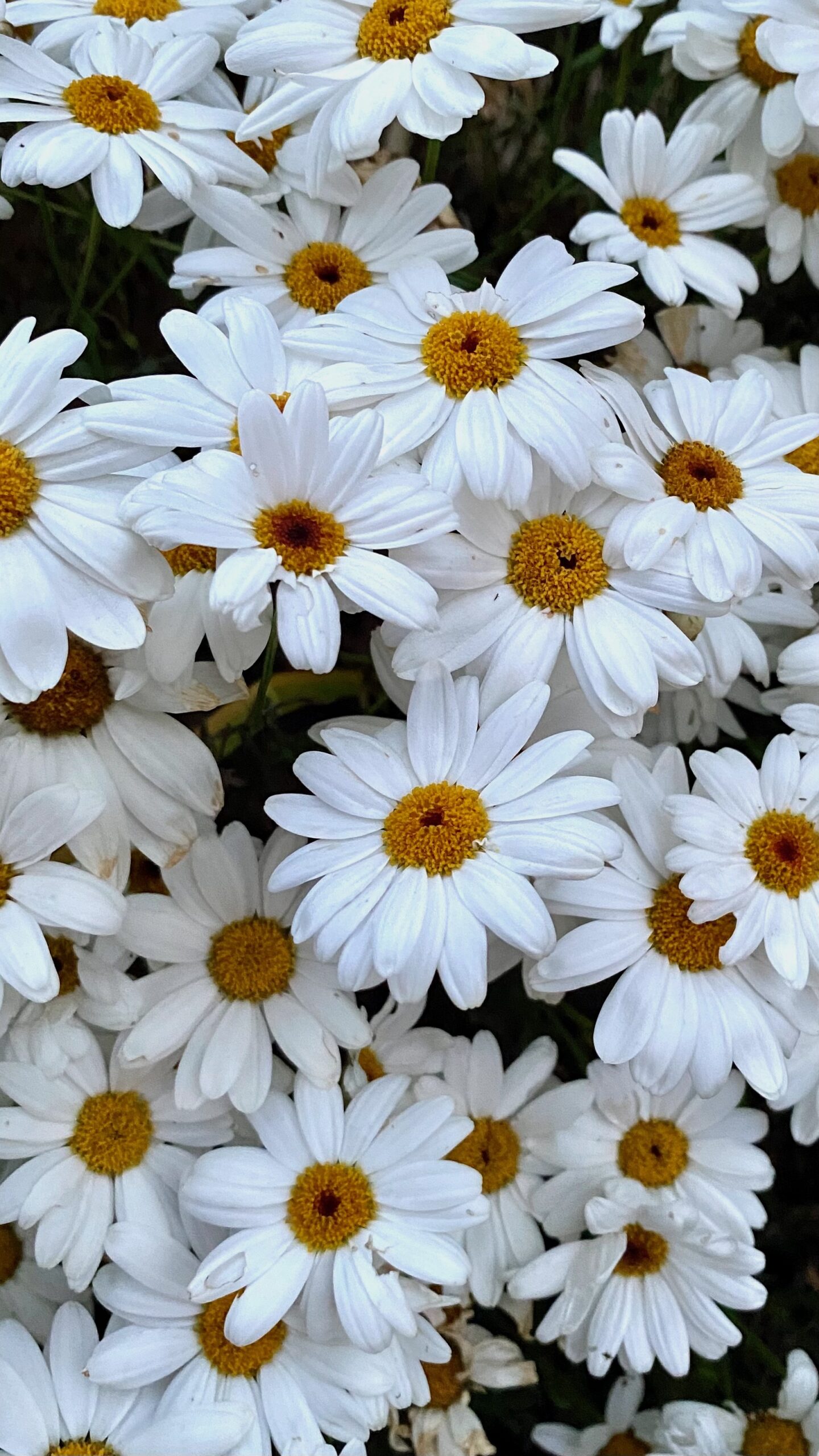 White daisies in my garden