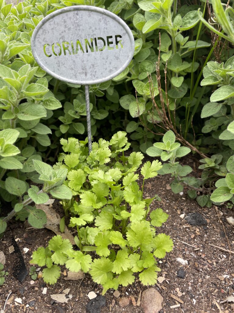 Coriander in the garden