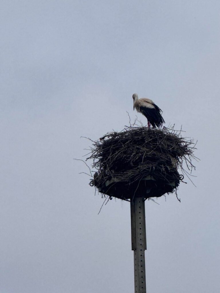 camino flamingo flock hike