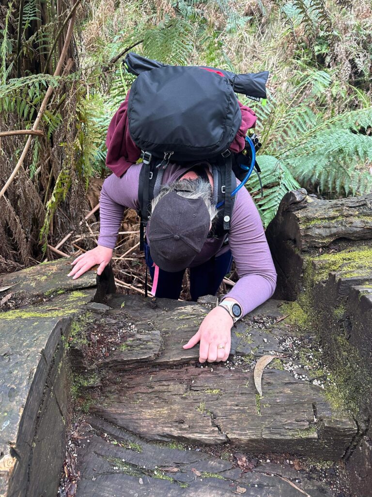 50 hikes flamingo flock