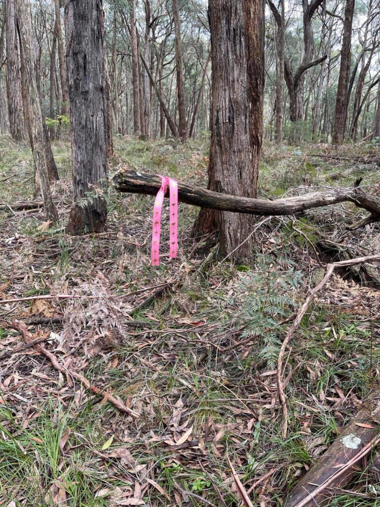 50 hikes flamingo flock