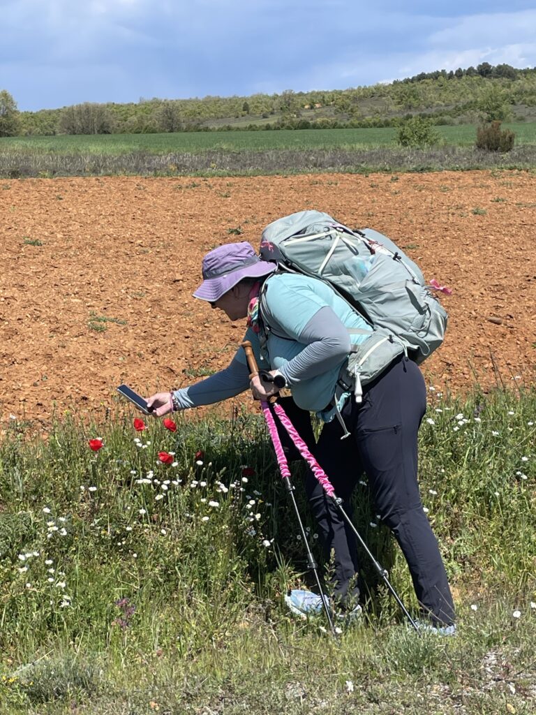 camino flamingo flock hike