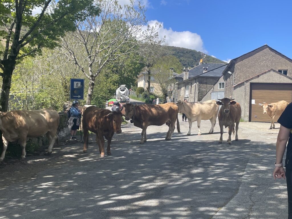 camino flamingo flock hike