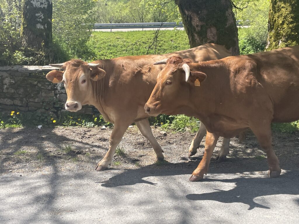 camino flamingo flock hike