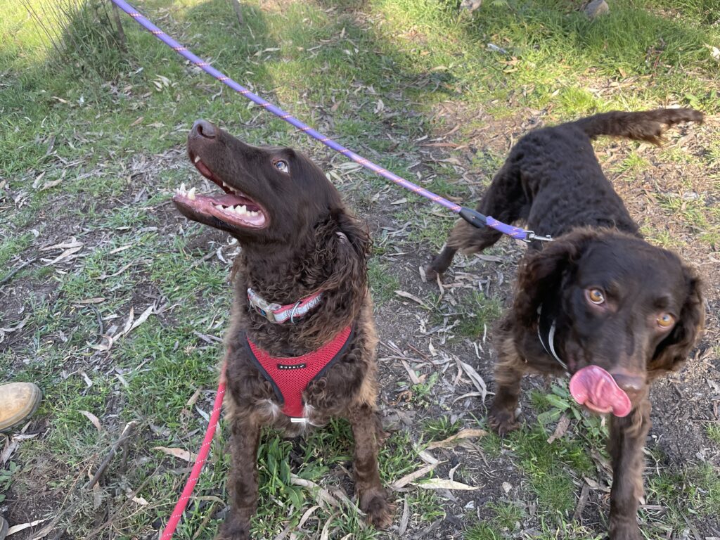 50 hikes flamingo flock