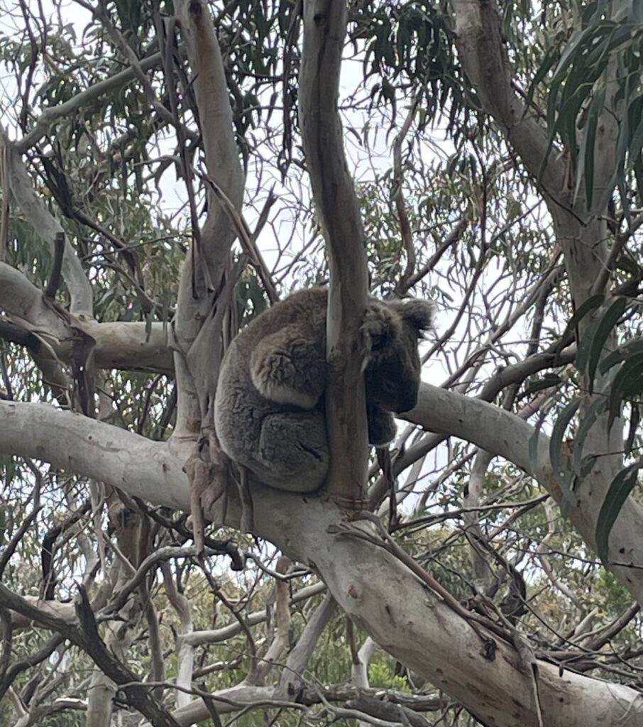 GOW Great Ocean Walk hike flamingo flock